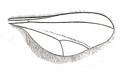 Contarinia quercina