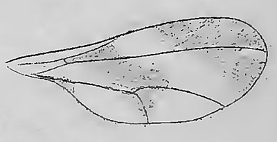Contarinia hypochoeridis