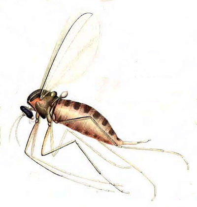 Dryomyia circinans