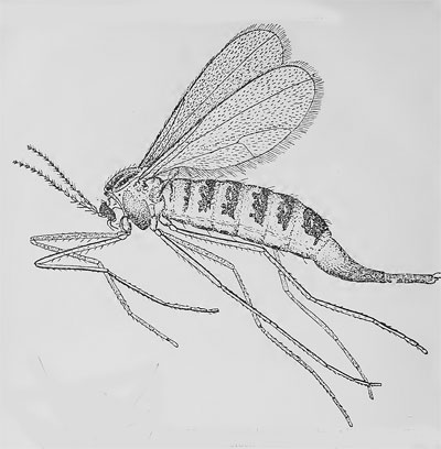 Planetella caricis