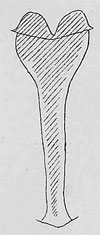 Macrolabis pavida