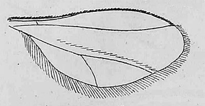 Macrolabis pavida