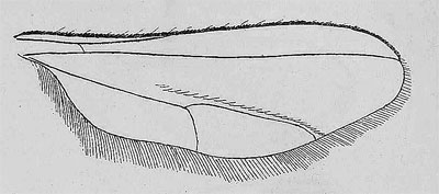 Rabdophaga salicis