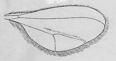 Xylodiplosis nigritarsis