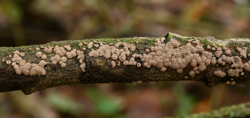 Merismodes confusa