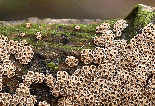 Merismodes confusa