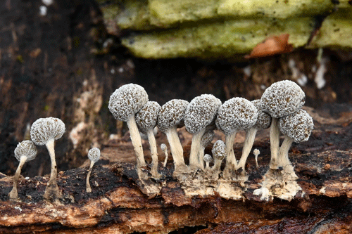 Phleogena faginea on Fagus sylvatica