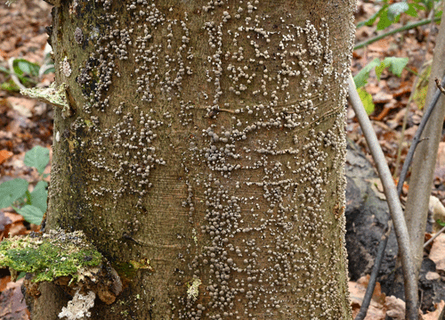 Phleogena faginea on Fagus sylvatica