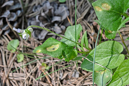 Puccinia violae on Viola siehena