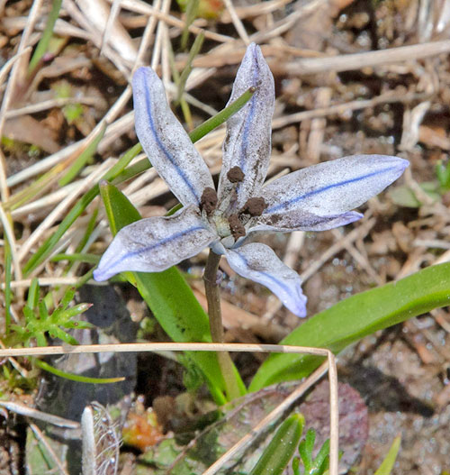 Antherospora scillae on Othocallis monanthos