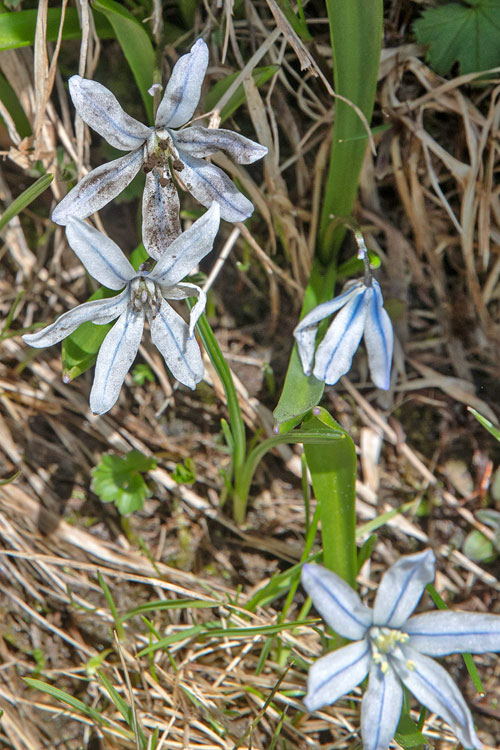Antherospora scillae on Othocallis monanthos