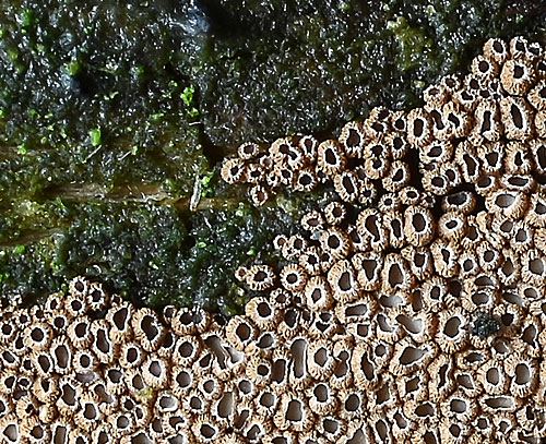 Merismodes anomala