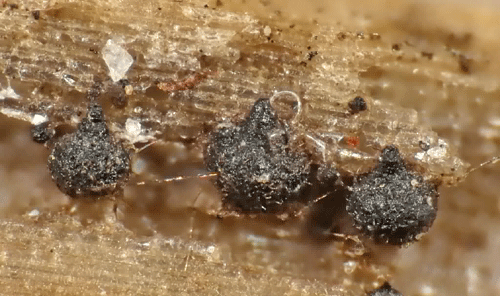 Phaeosphaeria herpotrichoides on Miscanthus sinensis