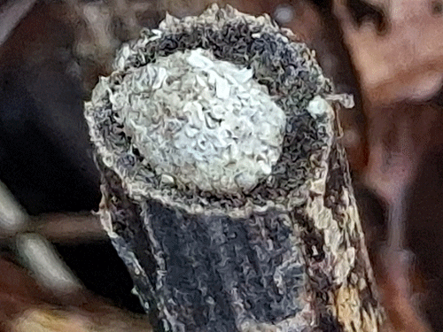 Epiblema foenella on Artemisia vulgaris