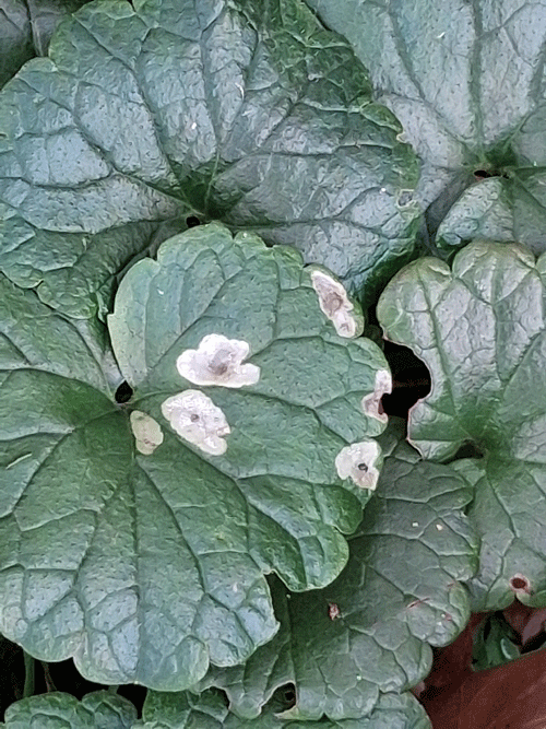 Coleophora albitarsella on Glechoma hederacea