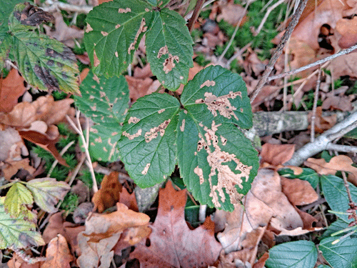 Schreckensteinia festaliella on Rubus fruticosus