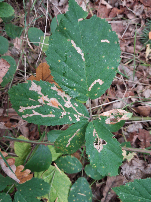 Schreckensteinia festaliella