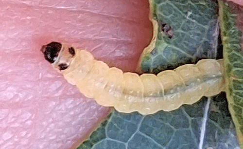 Ancylis laetana on Populus tremula