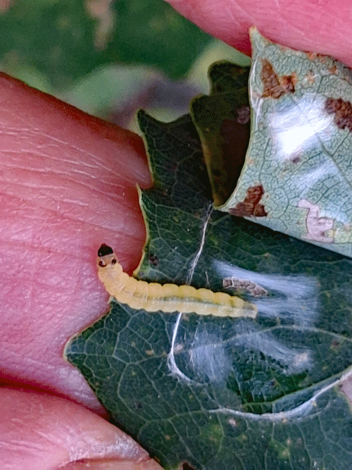 Ancylis laetana on Populus tremula