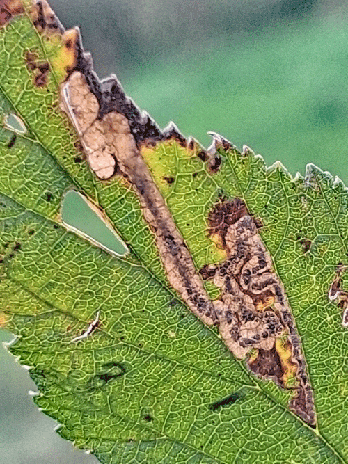 Stigmella filipendulae on Filipendula ulmaria