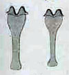 Dasineura crataegi
