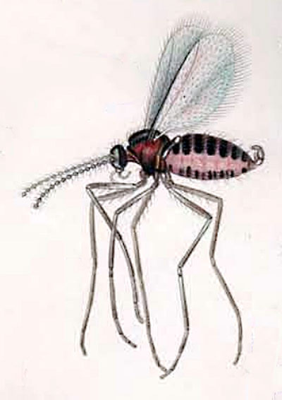 Dasineura crataegi