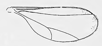 Macrolabis aquilegiae
