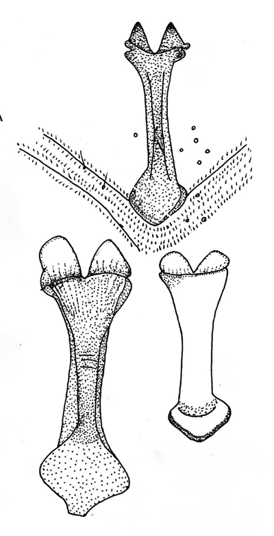 Stenodiplosis calamagrostidis