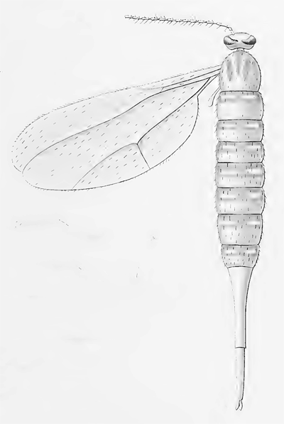 Planetella granifex
