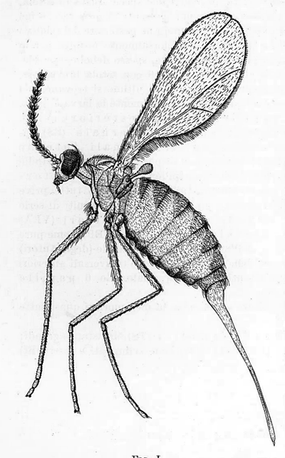 Contarinia medicaginis