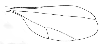 Dasoineura koesterbcki