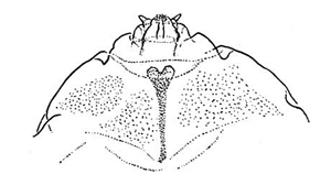 Contarinia pruniflorum