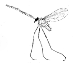 Contarinia pruniflorum