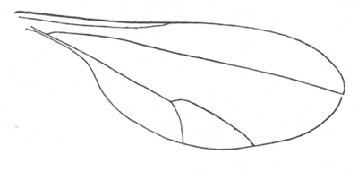 Contarinia molliginis