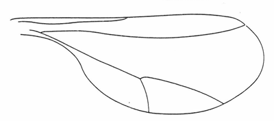 Dasineura napi