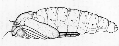 Contarinia medicaginis