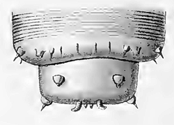 Xylodiplosis nigritarsis