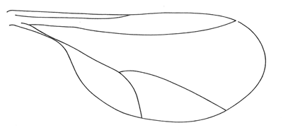 Dasinura rostratae