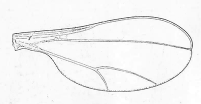 Contarinia medicaginis