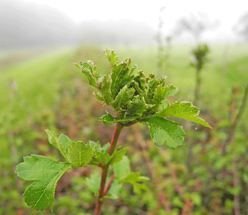 Dasineura crataegi