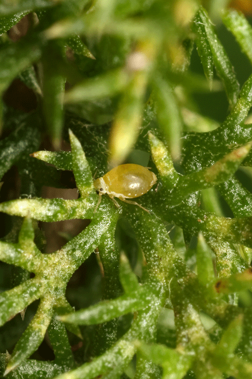 Coloradoa achilleae