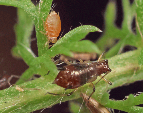 Coloradoa achilleae