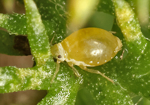 Coloradoa achilleae