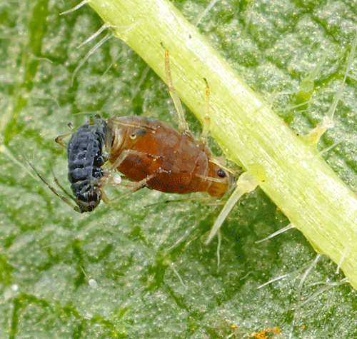 Aphis urticata on Urtica dioica: copula