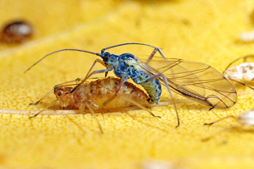 Euceraphis betulae