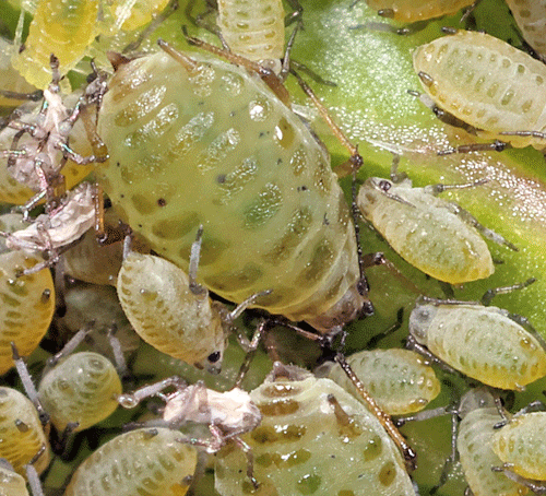  vLipaphis erysimi on Raphanus sativus