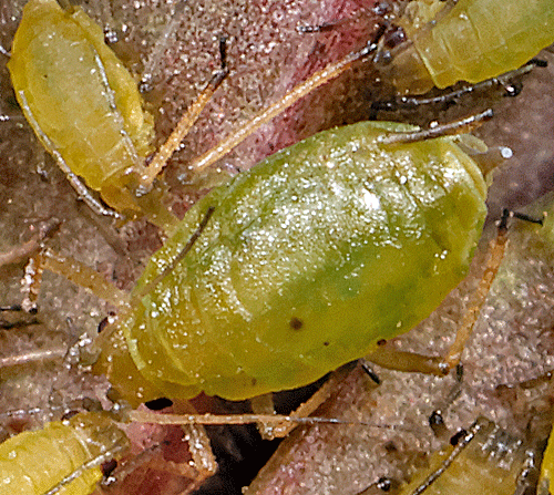 Myzus linariae on Linaria purpurea