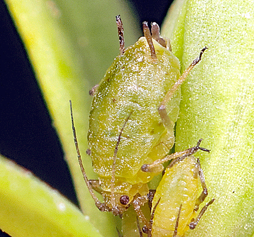 Myzus linariae on Linaria purpurea