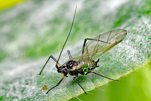 Megoura viciae