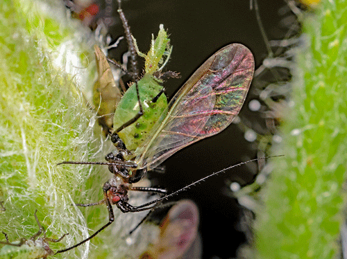 Macrosiphoniella millefolii